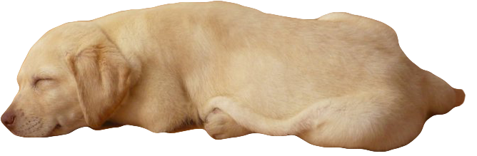 Foto de la perra gina de chiquita